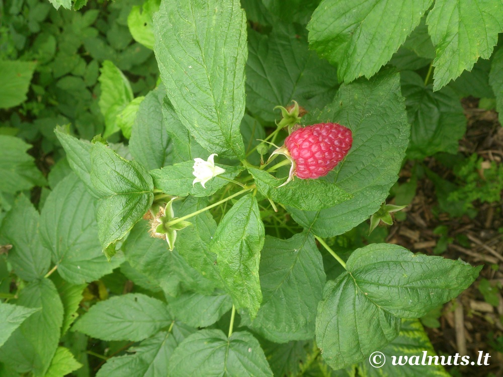 Avietės | Rubus idaeus | 4