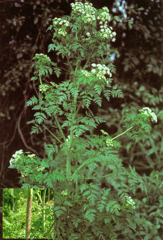 Conium maculatum | altinis: Wikipedia