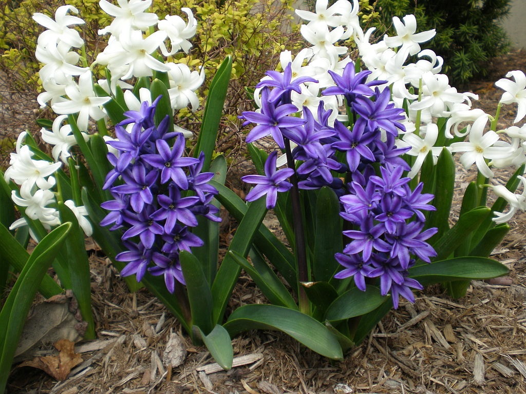 Hyacinthus | Šaltinis: Wikipedia