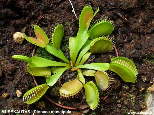 Jautrusis musėkautas | Dionaea muscipula