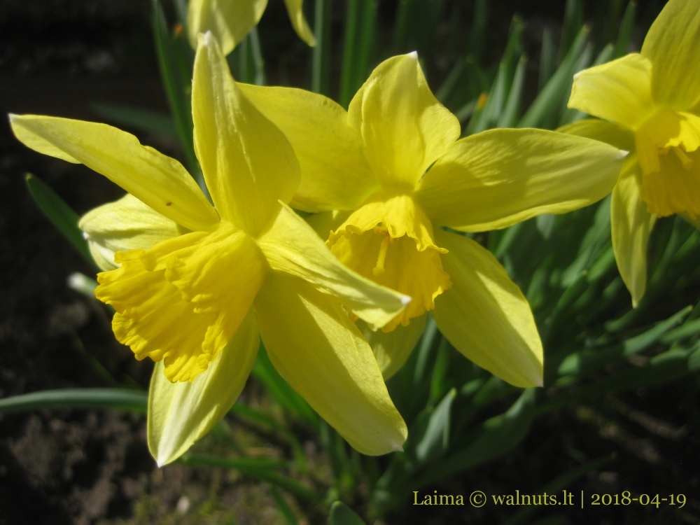 Narcizai | Narcissus | 5