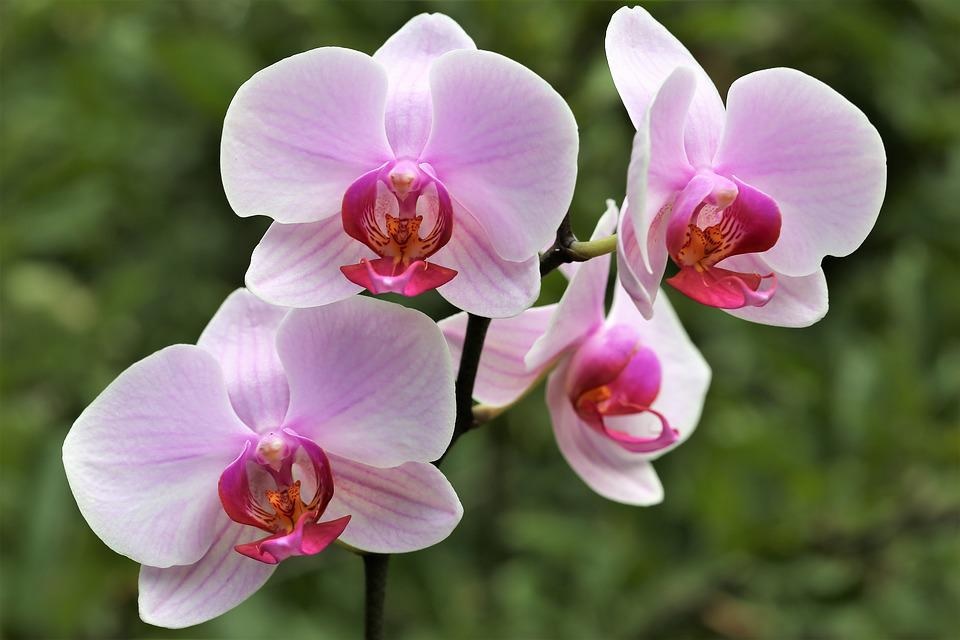Orchidja