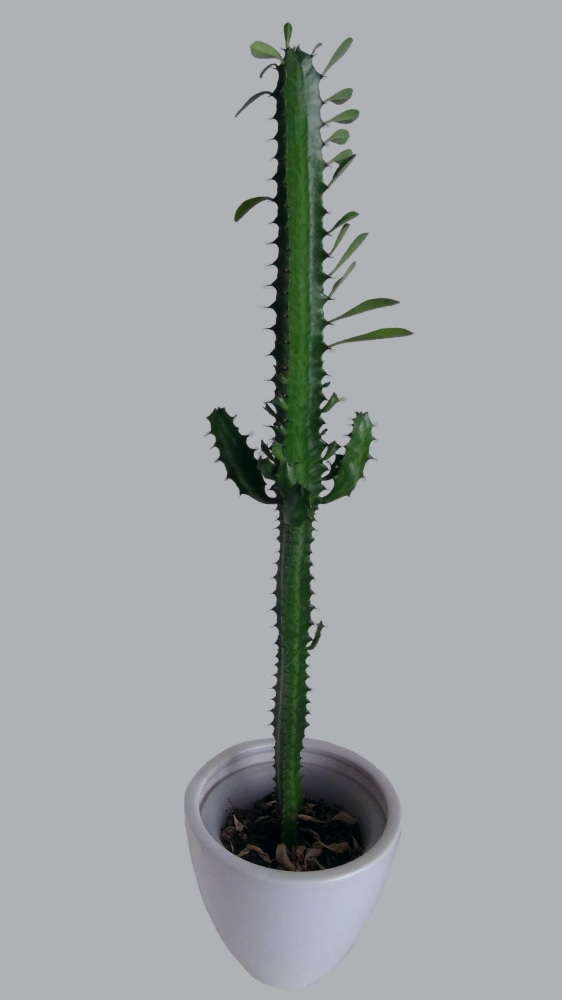 Euphorbia trigona | Šaltinis: Wikipedia