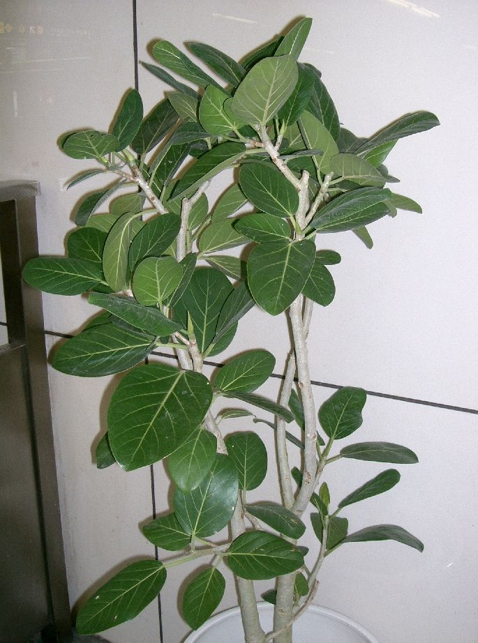 Bengalinis fikusas | Ficus benghalensis