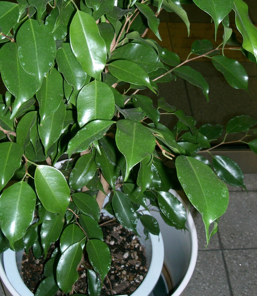 Svyruoklinis fikusas | Ficus benjamina