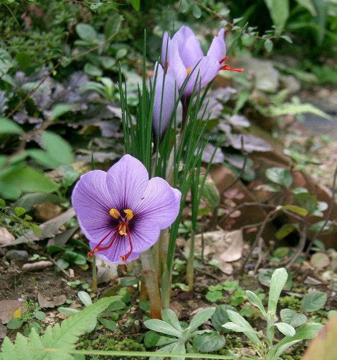 Daržinis krokas | Crocus sativus