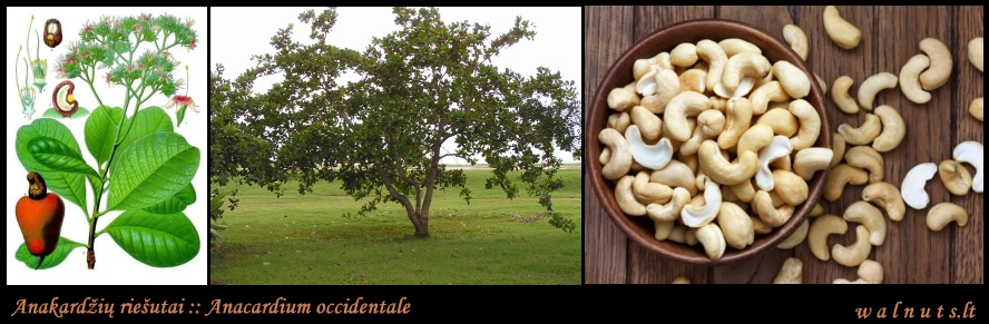 Anakardžių riešutai | Cashew nuts | 1