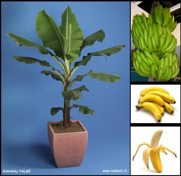 Bananų palmė | 6