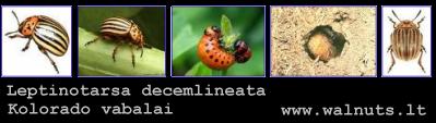 Kolorado vabalai | Leptinotarsa decemlineata | 8