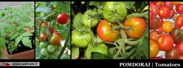 Pomidorai | Daržas