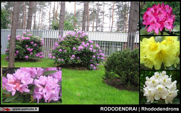 Rododendrai | 5