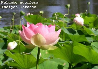 Indijos lotosas | Nelumbo nucifera