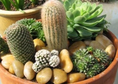 Kaktusai ir sukulentai | Cactaceae