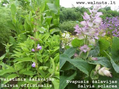Vaistinis šalavijas | Salvia officinalis