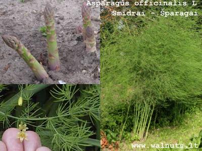 Smidrai - Šparagai | Asparagus officinalis