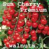 Sun Cherry Premium