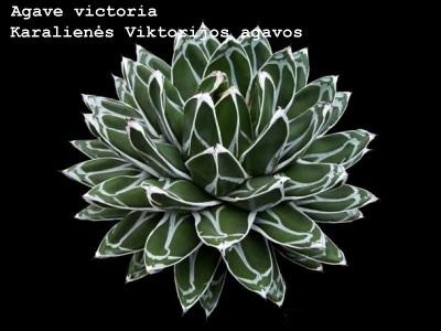 Karalienės Viktorijos agavos | Agave victoria