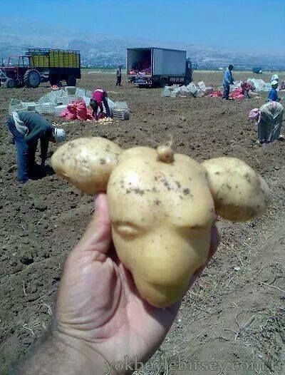 Linksmos, juokingos formos bulvės