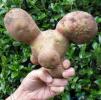 Linksmos, juokingos formos bulvės