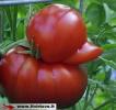 Linksmos, juokingos formos pomidorai