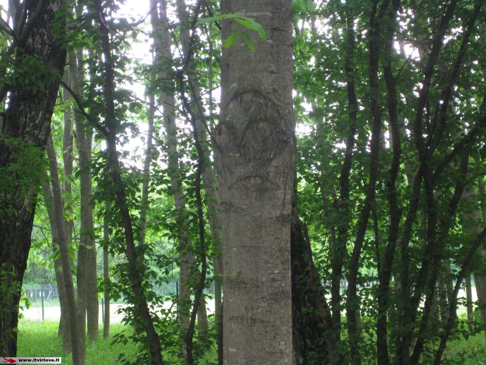 Linksmas medis Auolyno parke, Kaune. Autorius: laimostudija.lt