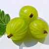 Agrastas (Ribes uva-crispa)