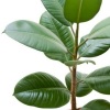 Fikusas (Ficus)