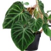 Filodendras (Philodendron)