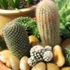 Hidroponinis kaktus auginimo bdas