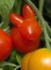 Linksmos, juokingos nuotraukos su pomidorais