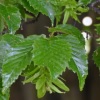 Paprastasis skroblas (Carpinus betulus)