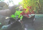 Gėlės batuose